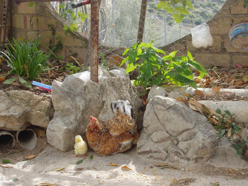 El Rincon De Carmen Guest House Rute Ngoại thất bức ảnh